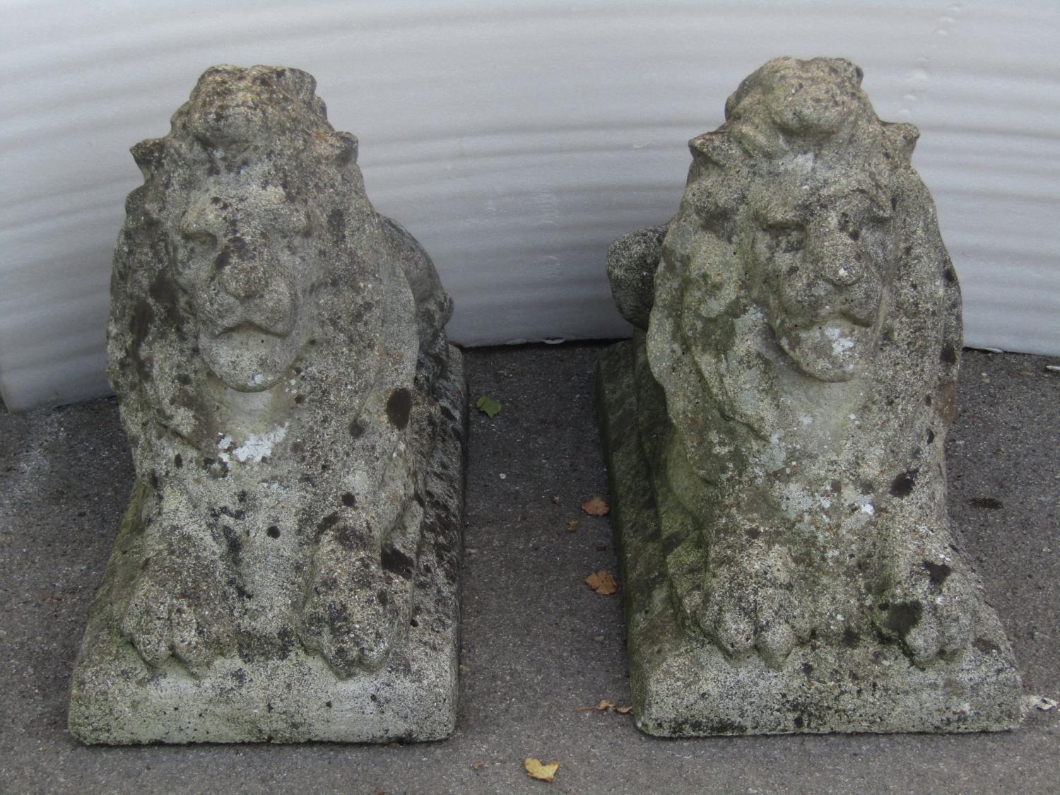A pair of weathered hollow cast composition stone recumbent regal lions with defined features, 70 cm