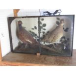 Taxidermy Interest - 19th century cased study of cock and hen pheasants, 44cm high x 73cm wide