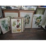 A quantity of coloured botanical prints, mainly reproductions of 19th century engravings and
