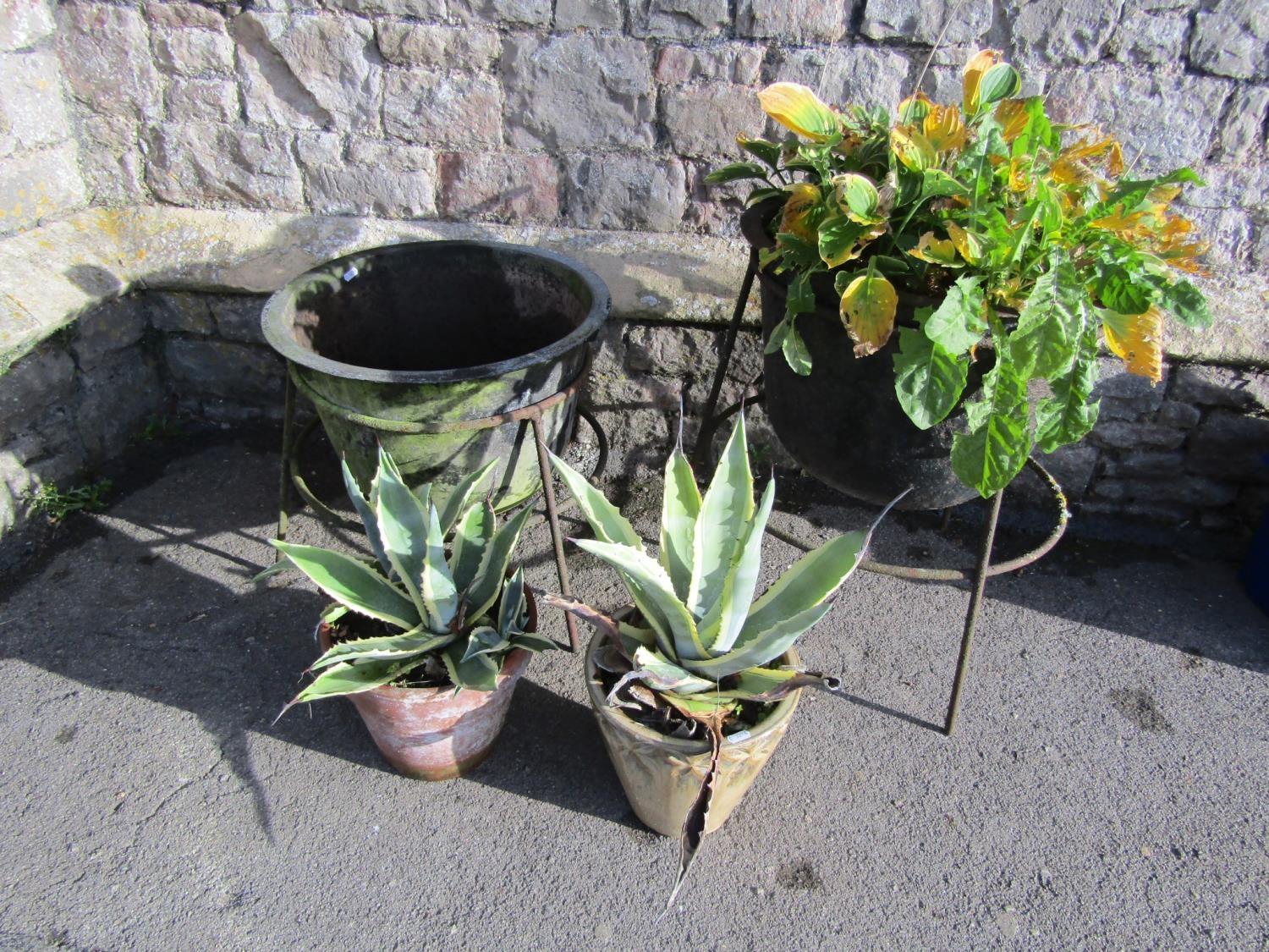 Two similar vintage cast iron circular tubs/planters with flared rims, housed/raised on associated - Image 2 of 3