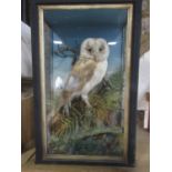 Taxidermy Interest - Cased study of a barn owl, 48cm high x 31cm wide