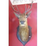 Taxidermy Interest - Stuffed and mounted stags head, raised on a shield shaped back with
