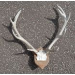 PAIR OF TWELVE POINTER STAG ANTLERS.