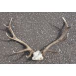 PAIR OF TEN POINTER STAG ANTLERS.