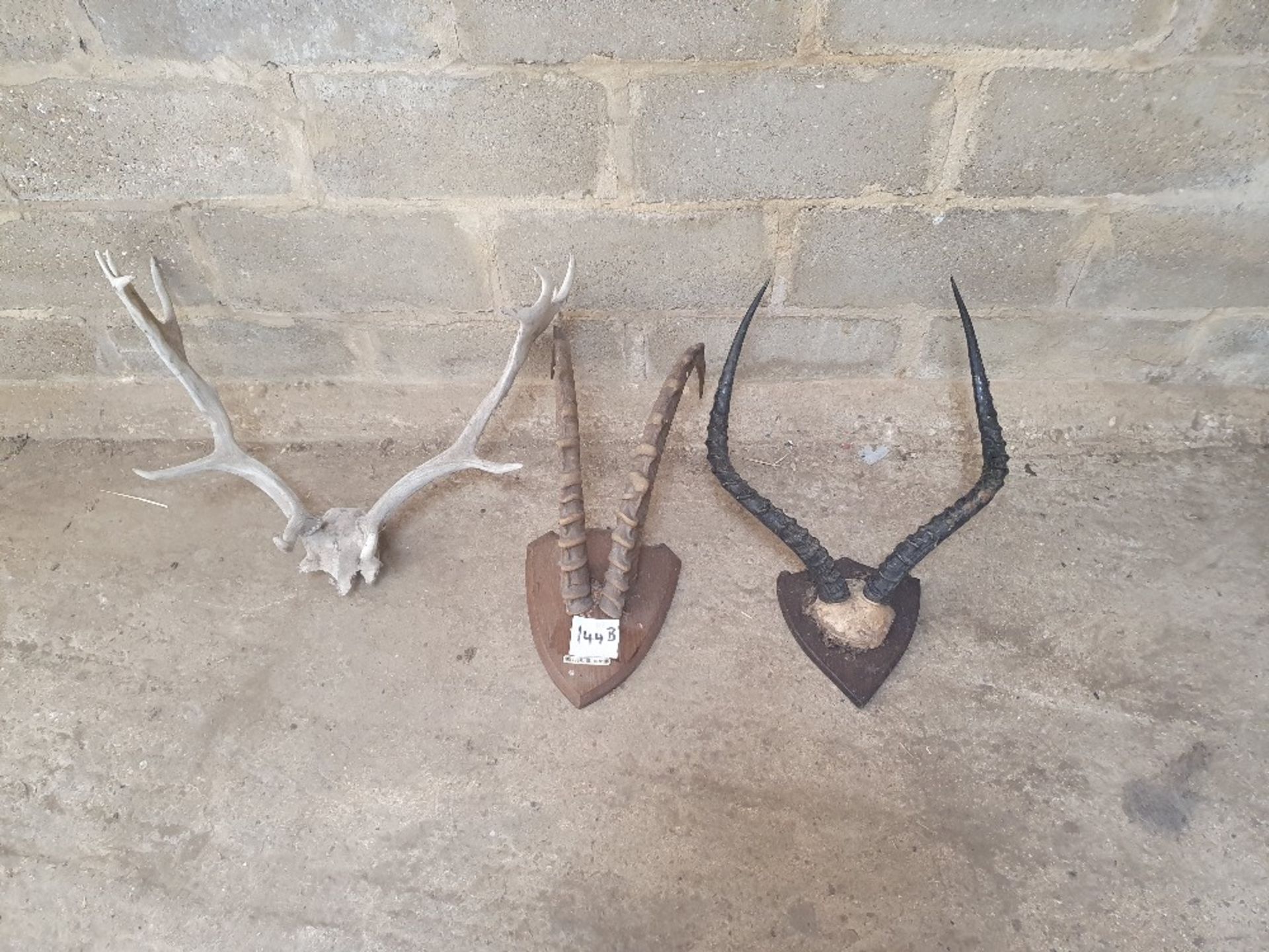 3 mounted sets of deer antlers