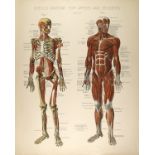 CONRAD DIEHL - Diehl's Anatomy for Artists and Students - Plate 2 - Original vintage chromolithog...
