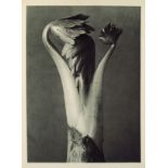 KARL BLOSSFELDT - Aconitum (Common Monkshood) - Original vintage photogravure