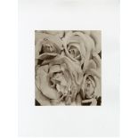 TINA MODOTTI - Roses, Mexico - Original photogravure