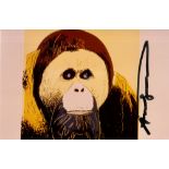 ANDY WARHOL - Orangutan - Original color analogue photograph