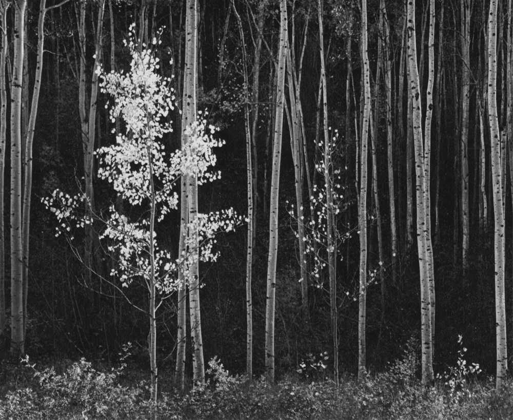 ANSEL ADAMS - Aspens #2, Northern New Mexico - Original photogravure