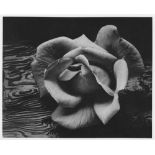 ANSEL ADAMS - Rose and Driftwood, San Francisco, California - Original photogravure