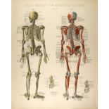 CONRAD DIEHL - Diehl's Anatomy for Artists and Students - Plate 3 - Original vintage chromolithog...