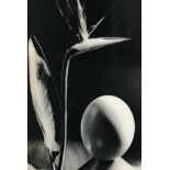 MAN RAY - Oiseau de Fleur de Paradis - Original vintage photogravure