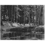 ANSEL ADAMS - Grove, Lyell Fork, Merced River, California - Original photogravure