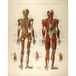 CONRAD DIEHL - Diehl's Anatomy for Artists and Students - Plate 4 - Original vintage chromolithog...