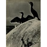 ELIOT PORTER - Double Crested Cormorants, Colt's Head Island, Maine - Original vintage photogravure