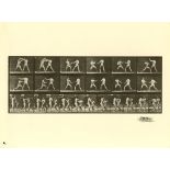 EADWEARD MUYBRIDGE - Men Boxing - Original photogravure