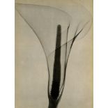 DAIN L. TASKER - X-ray of a Lily - Original vintage photoengraving