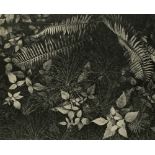 ANSEL ADAMS - Leaves, Mills College, Oakland, California - Original vintage photogravure