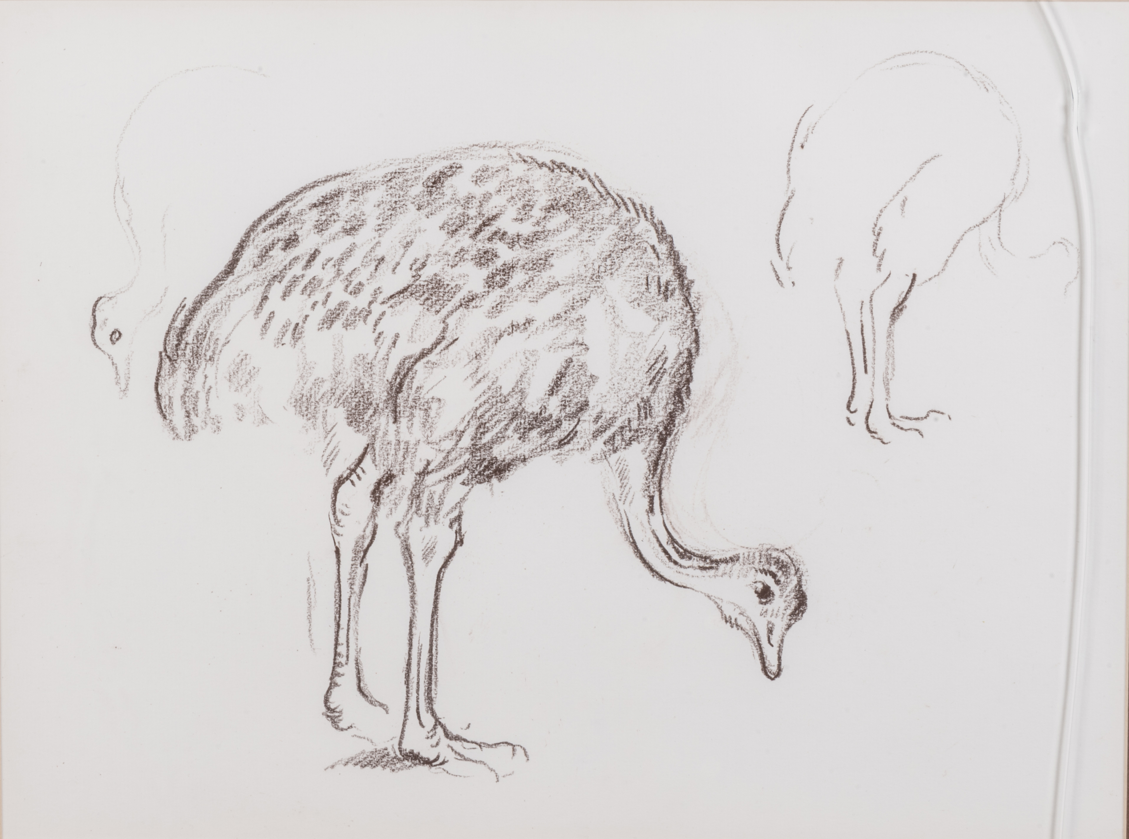 STUDY OF A YOUNG OSTRICH