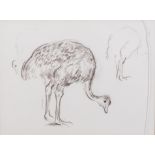 STUDY OF A YOUNG OSTRICH
