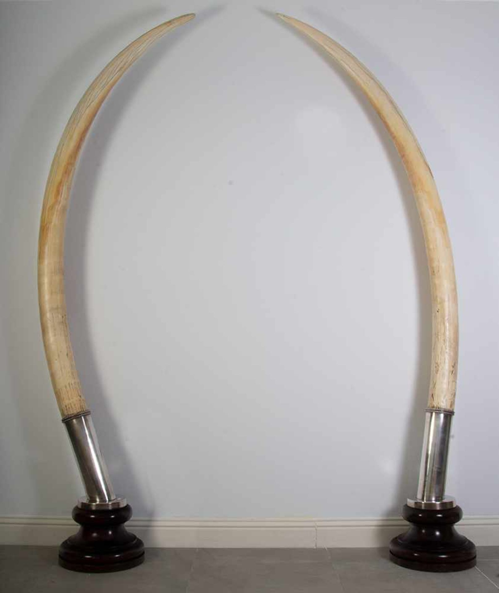 Extraordinaria pareja de colmillos de elefante engastados en metal sobre peana de madera del siglo