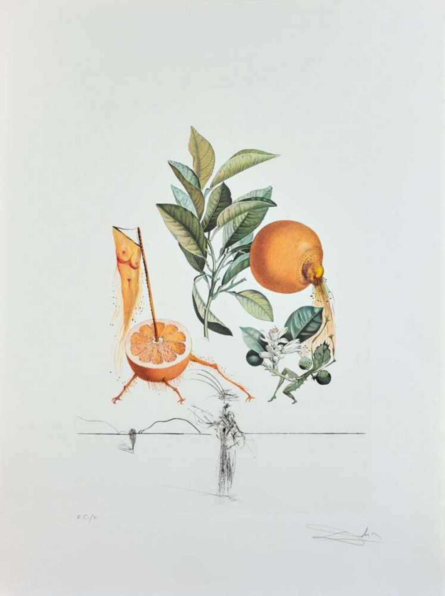 Salvador Dali - Flordali - Pamplemousse Erotique, 1969Eau-forte en couleurs sur vélin de