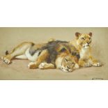 John Charles Dollman, RWS, RI, ROI (1851-1934) Lion and lioness Pencil and watercolour, heightened