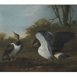 Attributed to Charles Collins (1680-1744) Lapwings in a landscape, Oil on canvas, 50 x 57 cm