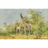 David Shepherd, CBE (1931-2017) Giraffe Oil on canvas Signed 'David Shepherd' (lower right) 8 x 12