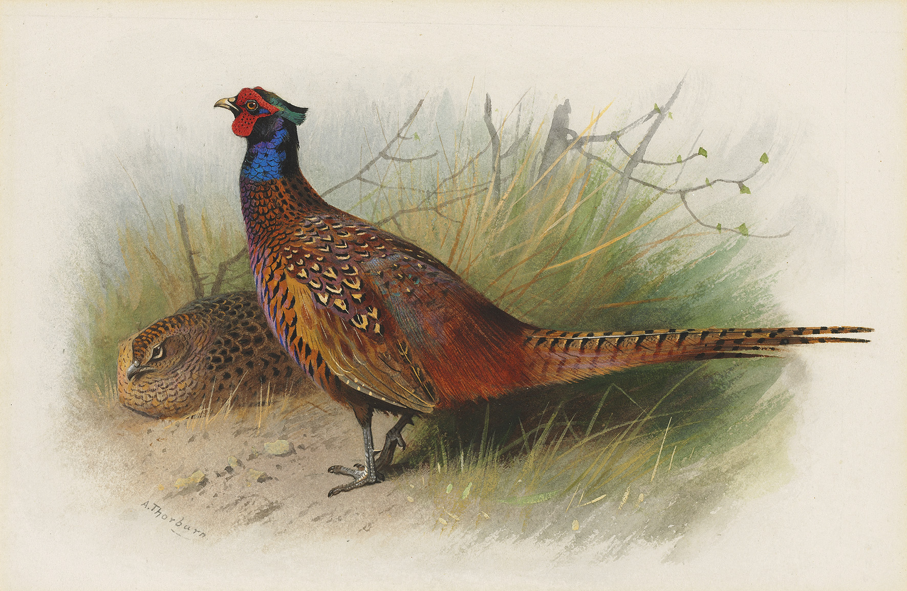Archibald Thorburn (1860-1935), Cock and hen Pheasant