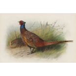 Archibald Thorburn (1860-1935), Cock and hen Pheasant