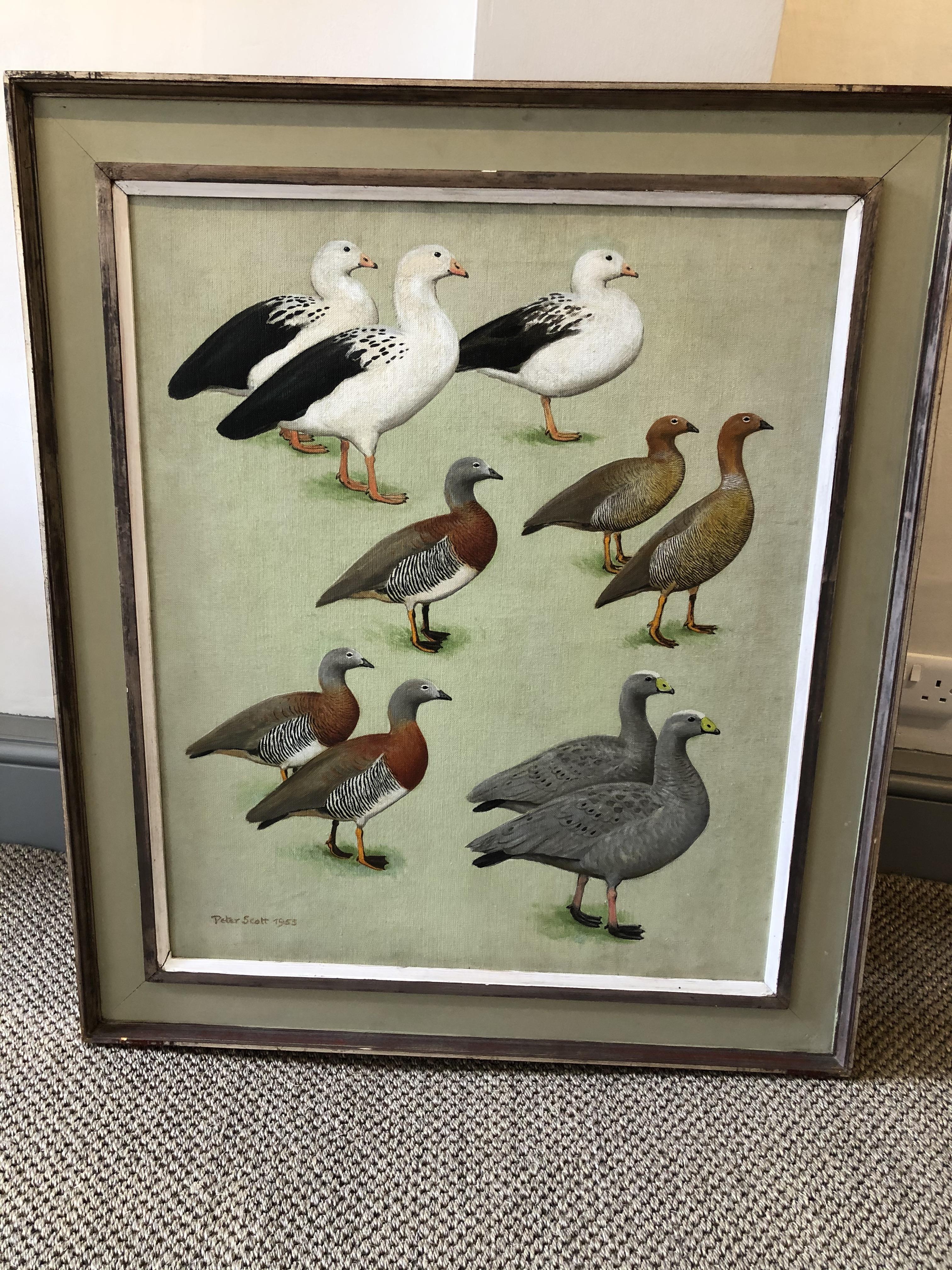 Sir Peter Markham Scott (1909-1989)Wildfowl oil on canvas signed and ...