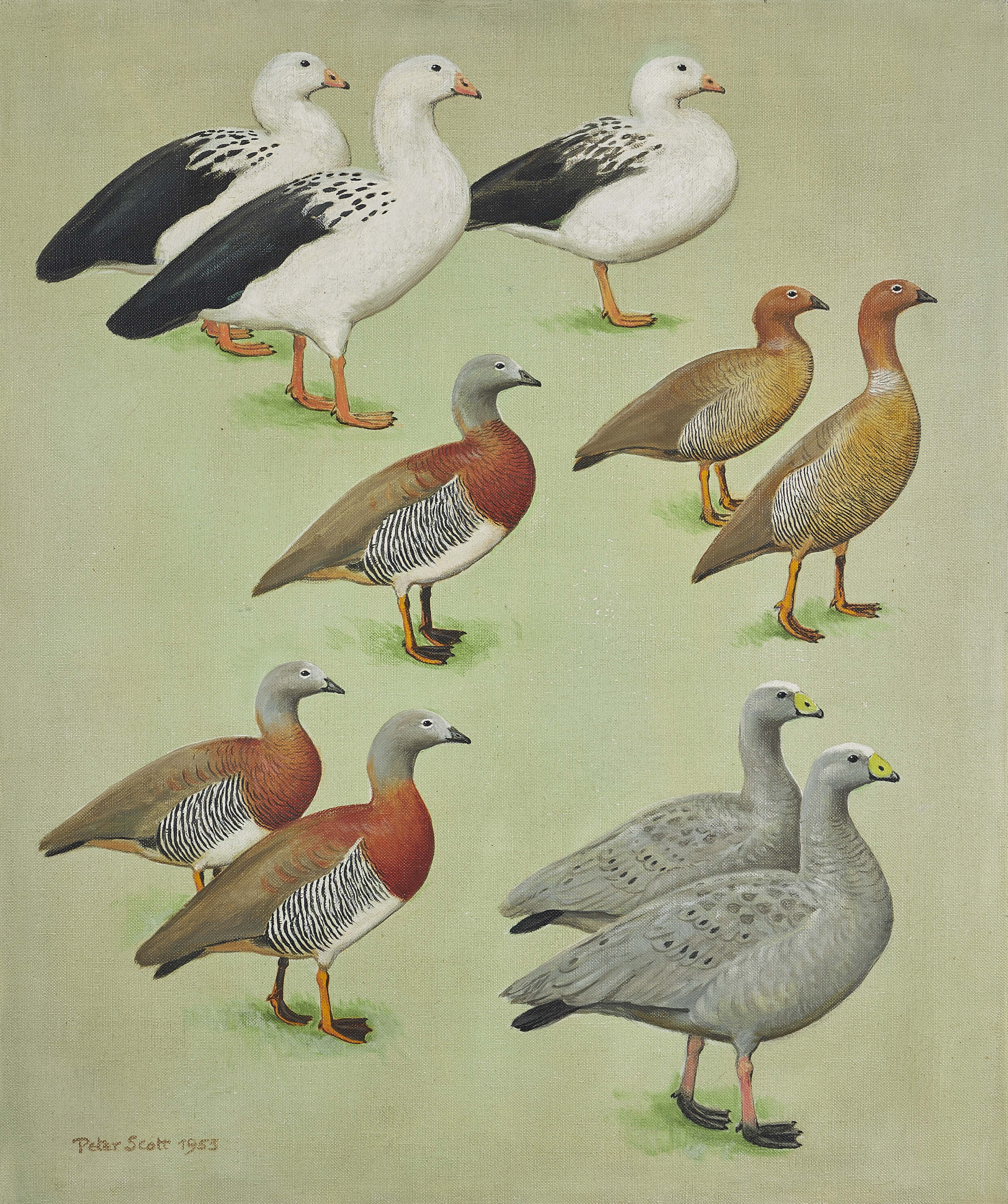 Sir Peter Markham Scott (1909-1989), Wildfowl