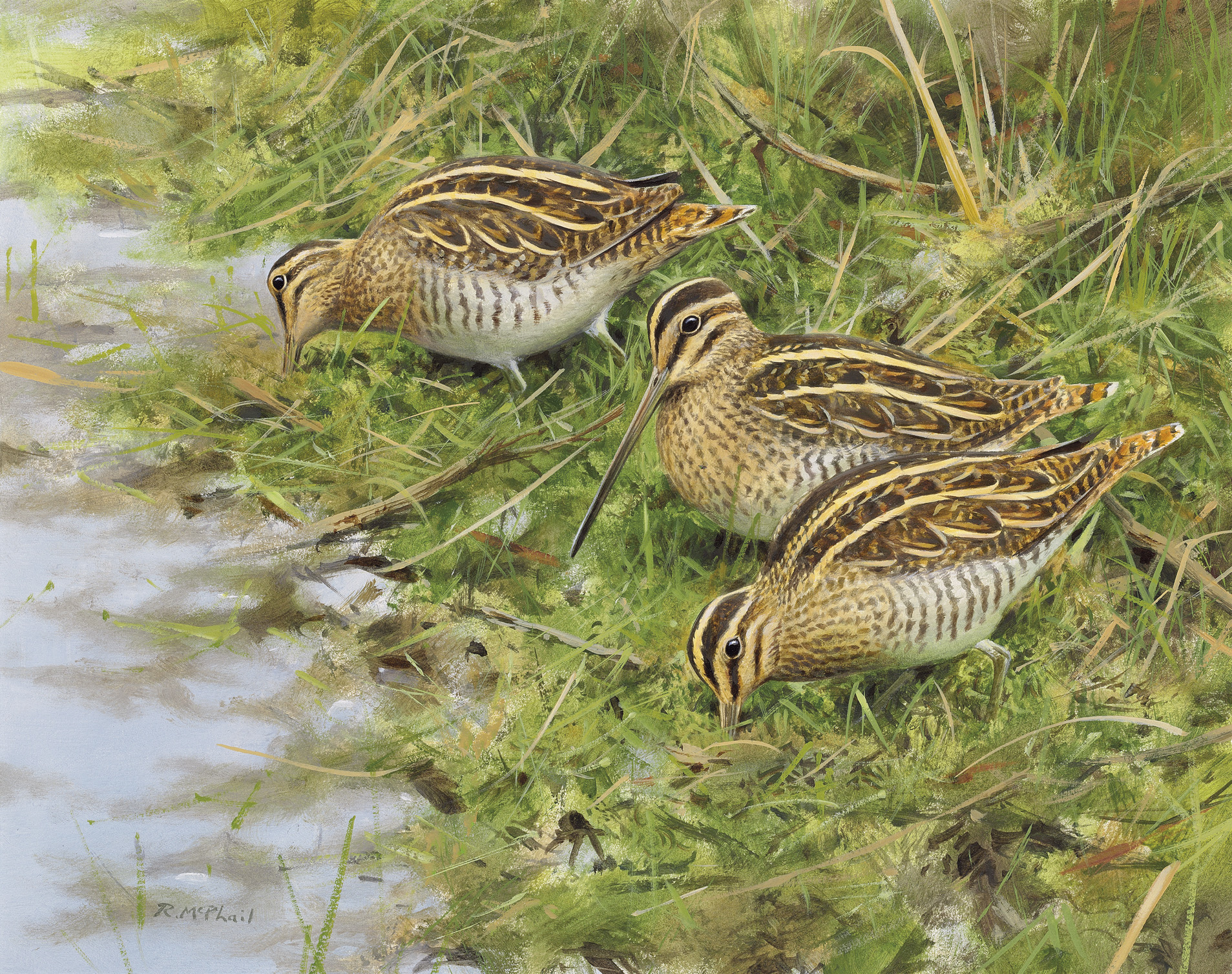 Rodger McPhail (b.1953), Three Snipe