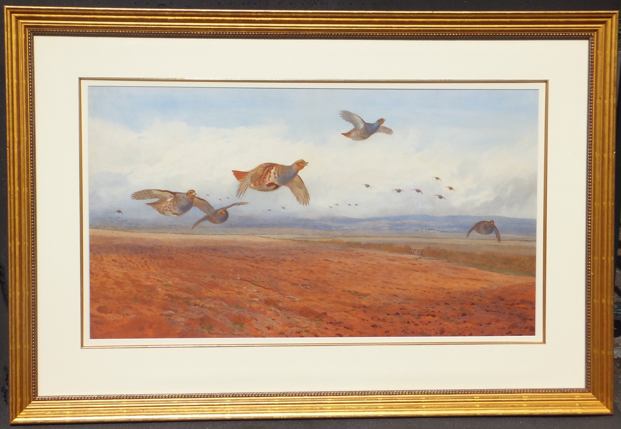 Archibald Thorburn (1860-1935) Grey Partridge in Flight - Image 2 of 2