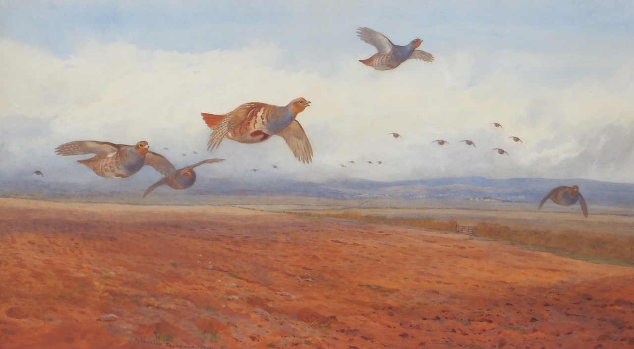 Archibald Thorburn (1860-1935) Grey Partridge in Flight