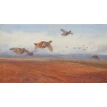 Archibald Thorburn (1860-1935) Grey Partridge in Flight