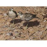 Keith Shackleton (1923-2015) Stone Curlews in the Breckland