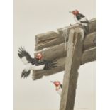 Axel Amuchastegui (1921-2002), Red-headed Woodpeckers
