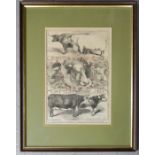 A 19th century Smithfield Club Cattle Show print, dated 1859, 36 by 24cm.