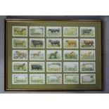 A set of twenty five cigarette cards, mounted into a frame, Breeds of Livestock.