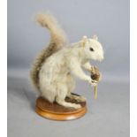 A taxidermi squirrel.