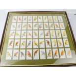 A framed group of vintage cigarette cards, depicting birds. 49cm x 43