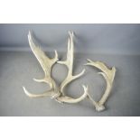 Three sets of Deer antlers
