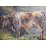 John Atkinson (1863-1924): Prize Bull, watercolour, 24 by 32cm.