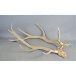 A set of Stag antlers