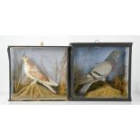Two taxidermy pigeons in glass cases.