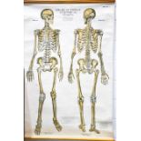A vintage anatomical chart, skeleton.