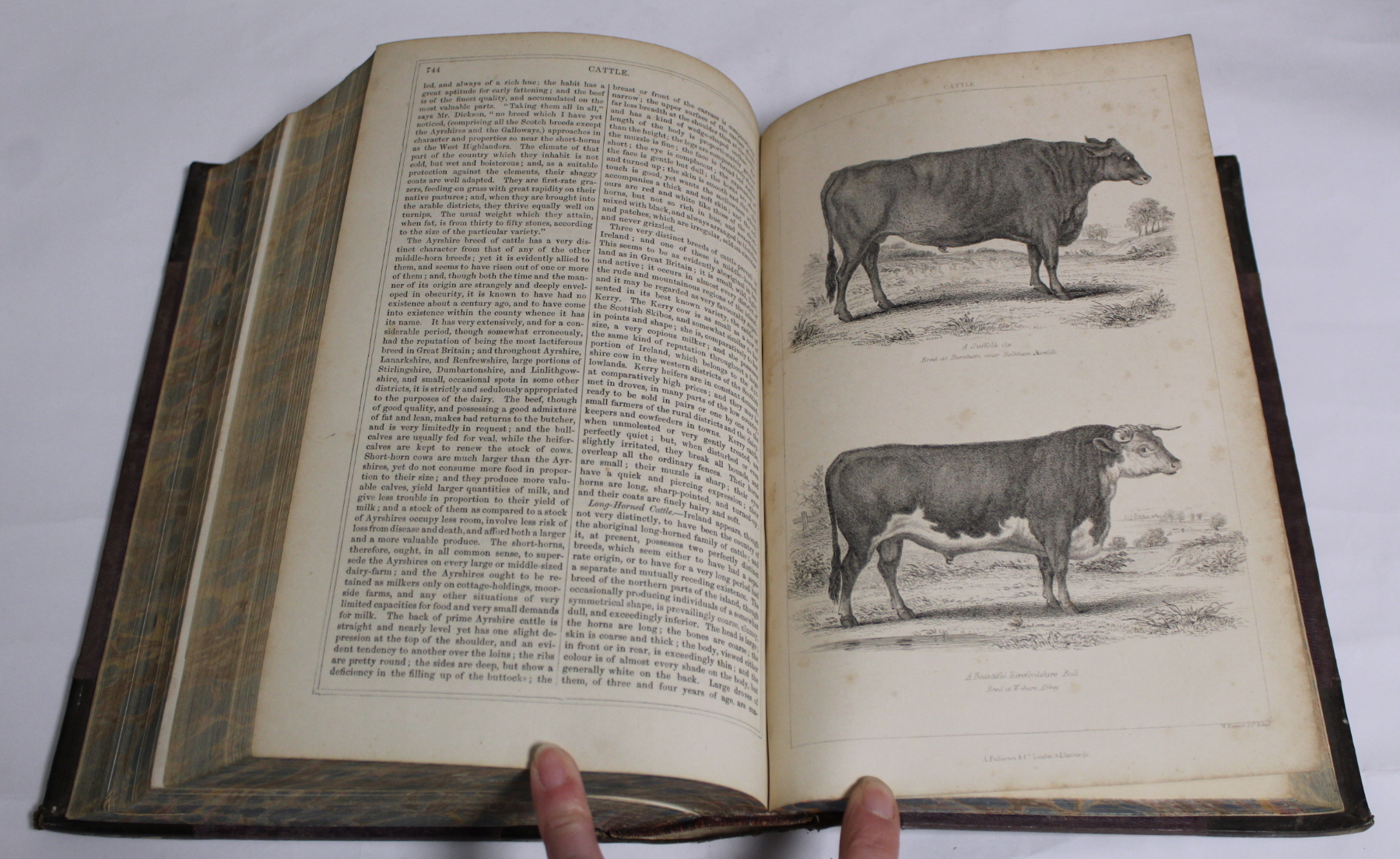 WILSON JOHN M.  The Rural Cyclopedia or A General Dictionary of Agriculture. 4 vols. Hand col. - Image 17 of 97